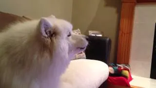 Lexi the Samoyed howls at TV, again