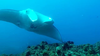 Dive Julian Rocks (Byron Bay) - March 2019