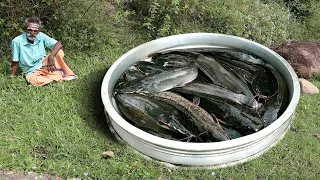 CAT FISH Gravy + Rice + Fry Prepared by my Daddy ARUMUGAM / Village food factory