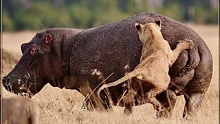 Pride of lions trying to bring down massive Hippo,Giant Hippo Vs Lions