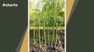 Let your asparagus grow once it goes to seed #shorts