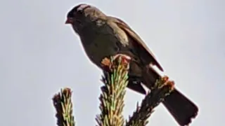 Birds singing and looking for food #bird #birds #nature #americanbird #americananimals #birdsounds