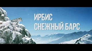 Ирбис. Снежный Барс (Irbis. Snow Leopard)