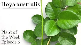 How To Care For Hoya australis | Plant Of The Week Ep. 6