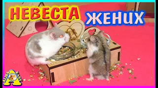 Свадьба хомяков / Как назвали нового питомца? / Алиса Изи Петс / Alisa Easy Pets