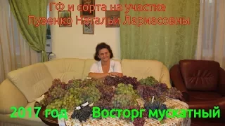 Восторг мускатный-виноград Пузенко Натальи Лариасовны