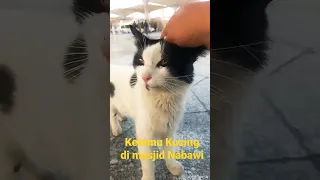 Ketemu Kucing di Masjid Nabawi #kemenag #manicpalangkaraya #gusmad