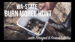 Morel Mushrooms in Washington State | Foraging