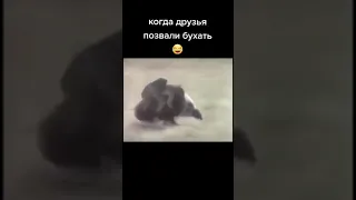 езда на кабане