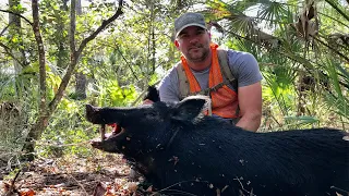 Hog Hunting Strategies (Mid-Day Public Land Success)