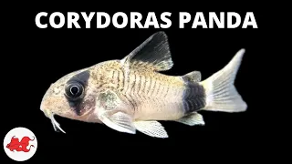 Corydoras panda ✔