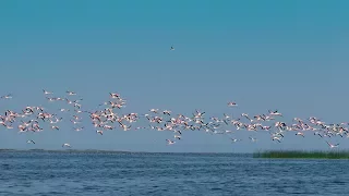 CHILIKA Wildlife Sanctuary