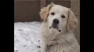 «Приют для бездомных животных» закрывают