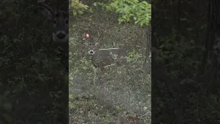 Crazy footage of a BUCK ducking arrow! (Jumps the string)