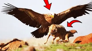 This Is How Eagles Catch Wolves..No Escape: Most Deadly Eagle Attacks Caught on Camera