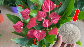 I just found out today ! Help the Anthurium plant to flower all the time | Natural Fertilizer