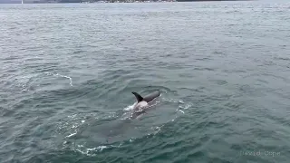 Biggs Orca T49A1 & T124A2s 6 February 2023 off Fox Island Fishing Pier, Fox Island, WA