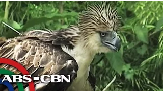 Sino ang pumaslang kay Pamana?