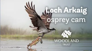 Male osprey delivers large breakfast fish for family - Loch Arkaig Osprey Cam (2020)