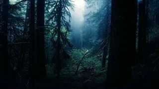 ГУЛЯЕМ В СТРАШНОМ ЛЕСУ И.. 👀 THE FOREST