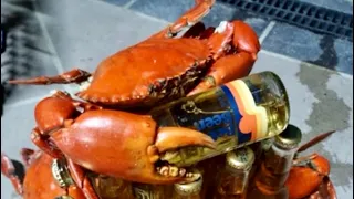 BAGGED OUT ON MUD CRABS - Australia - CATCH AND COOK- flicking lures for MANGROVE JACK #australia