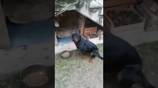 Rottweiler only eats on a SPECIFIC command.