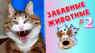 Я РЖАЛ ЦЕЛЫЙ ЧАС / СМЕШНЫЕ ЖИВОТНЫЕ / ТЕСТ НА ПСИХИКУ/ ПОПРОБУЙ НЕ ЗАСМЕЯТЬСЯ / ЛУЧШИЕ ПРИКОЛЫ #2