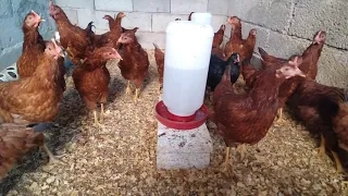 De pollitas a Gallinas / Ya Romperán Postura Mis Gallinas Ponedoras