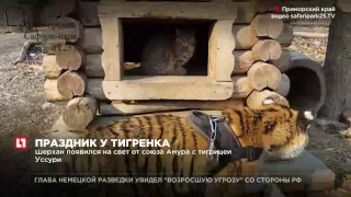 Тигренку Шерхану   сыну знаменитого тигра Амура   исполняется полгода