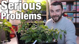 All Is Not Well | Chilli Pepper Update! | Trying Out Hydroponics