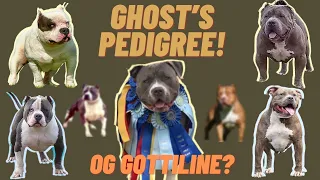 ABKC American Bully Pedigree. (Original Gottiline) HHBC presents: Getting to know Ghost Pt 1