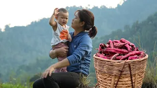 Single Mother Building A Temporary Shelter - Harvesting Sweet Potatoes, Daily Life | Single Mom Life