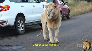 What Is The ONLY Thing Casper The White Lion And Brothers Are Scared Of