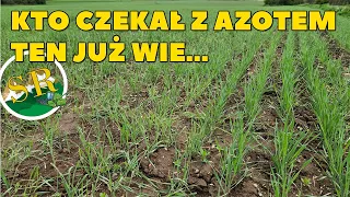 Błędy w tegorocznym nawożeniu są widoczne gołym okiem...