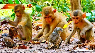 Newborn bird Fell from a tree, The Best rescuing and Protects by Pigtail Monkey LUCY, Royston, Niko.