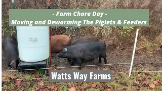 Moving And Deworming The Pigs | Piglets & Feeders