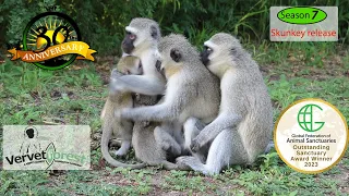 Skunkey moms take their orphaned baby monkeys out on an adventure.