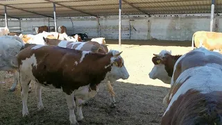 Bulls & Cows Real Farming 2019 - New Bulls Meet Cows First Time #08