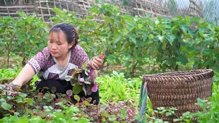 Harvest agricultural products, Ant eggs, Vegetables on the farm, Bring to market sell