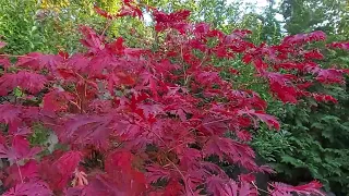 Клен Японский (Acer Japonicum Aconitifolium) осенью