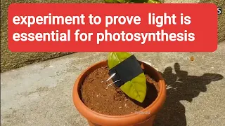 Light is essential for photosynthesis experiment