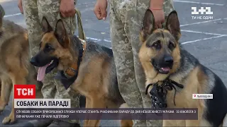 Новини України: які породи собак обрали для військового параду до Дня Незалежності