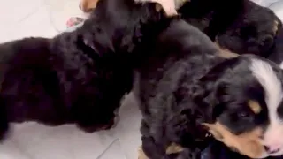 Puppy Playtime! 3 week old Bernese Mountain Dog puppies!