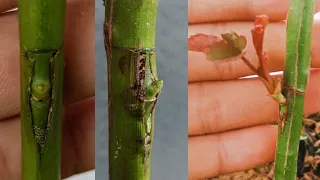 Rose Grafting , how to graft roses , Rose bud grafting ,,simple and easy rose grafting