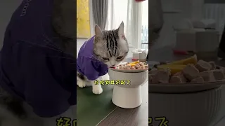 Funny cats and kittens video  cute cats funny video 104 Tiktok #Shorts