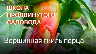 Вершинная гниль перца. Школа продвинутого садовода