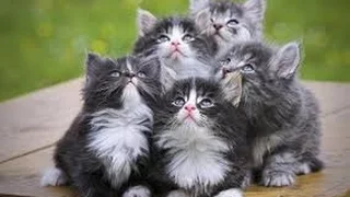 ПРИКОЛЫ Смешное видео с кошками 2016 - Самое лучшее!