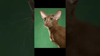 Ориентальная кошка