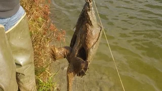 Catching Turtles In A Farm Pond