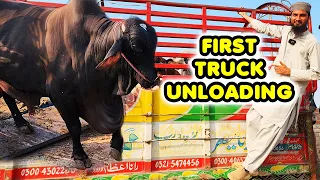 FIRST TRUCK UNLOADING ~ HEAVY BULLS UNLOADING ~ Cattle Market Karachi | BAKRA EID 2023